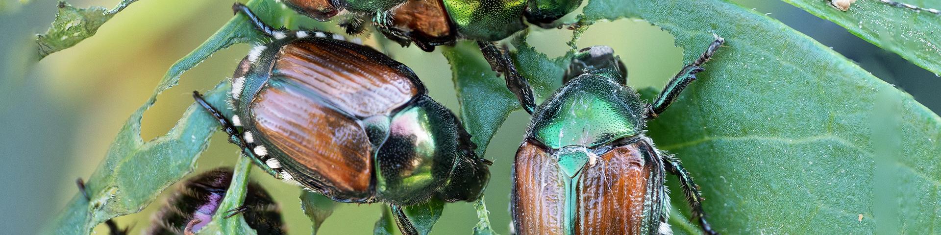 Japanese beetles upon a green leaf